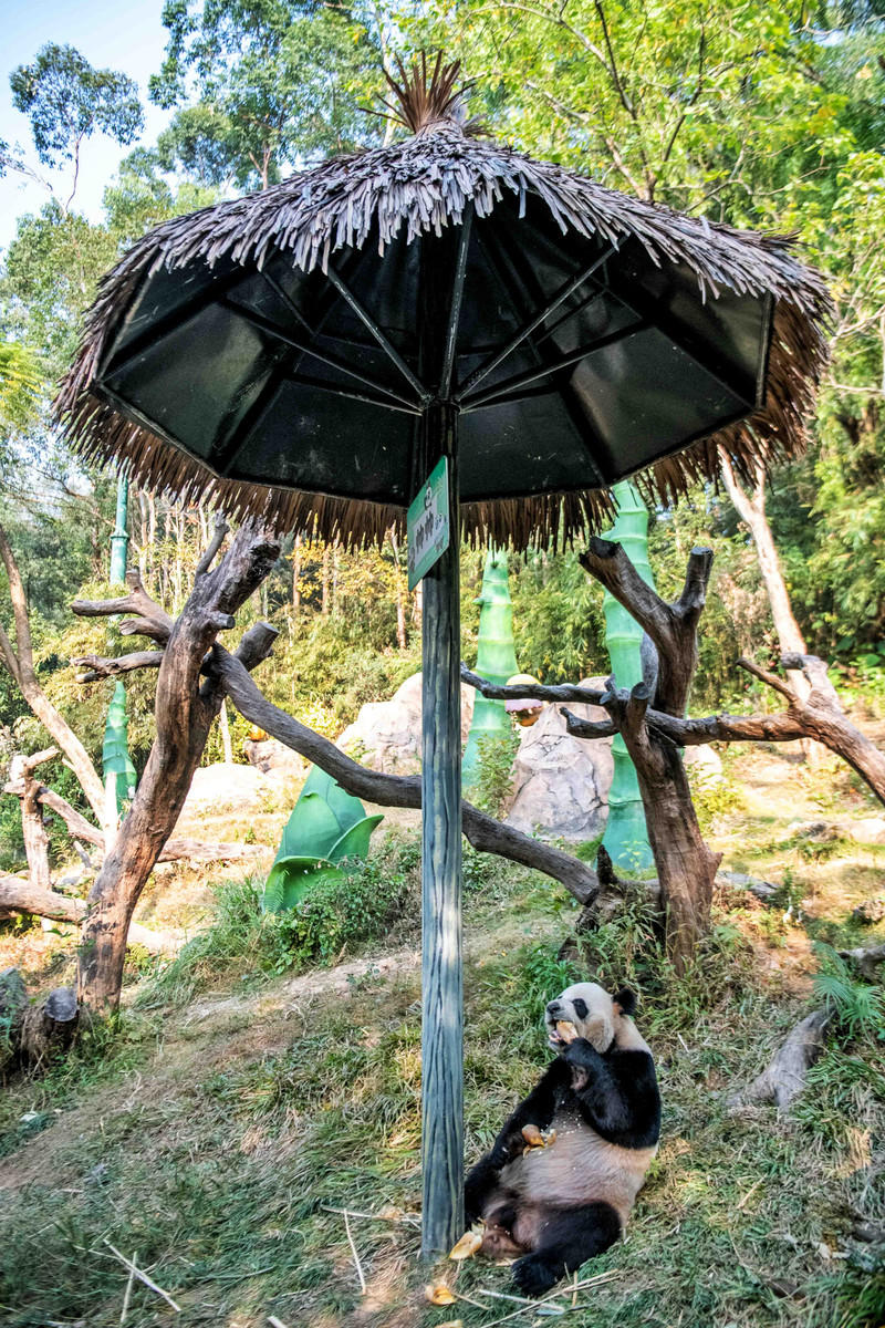 广州长隆野生动物世界旅游攻略,长隆野生动物世界攻略2-3天广州游