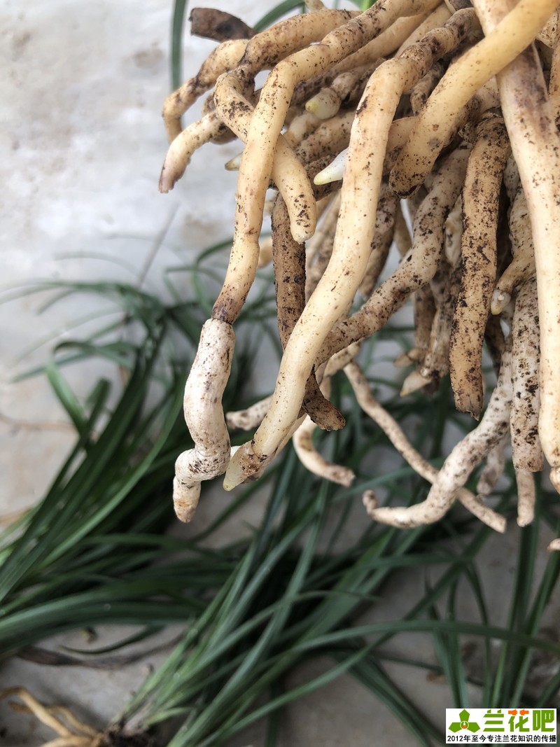 兰花分叉根要剪吗,兰花怎么护根又粗又好看