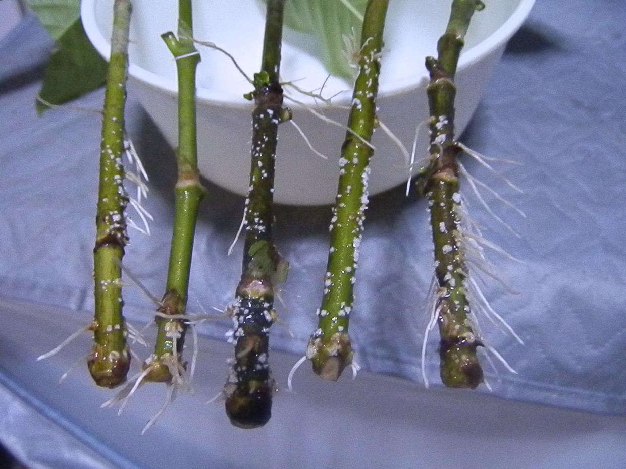 栀子花养护方法水培,栀子花水培养护开花技巧