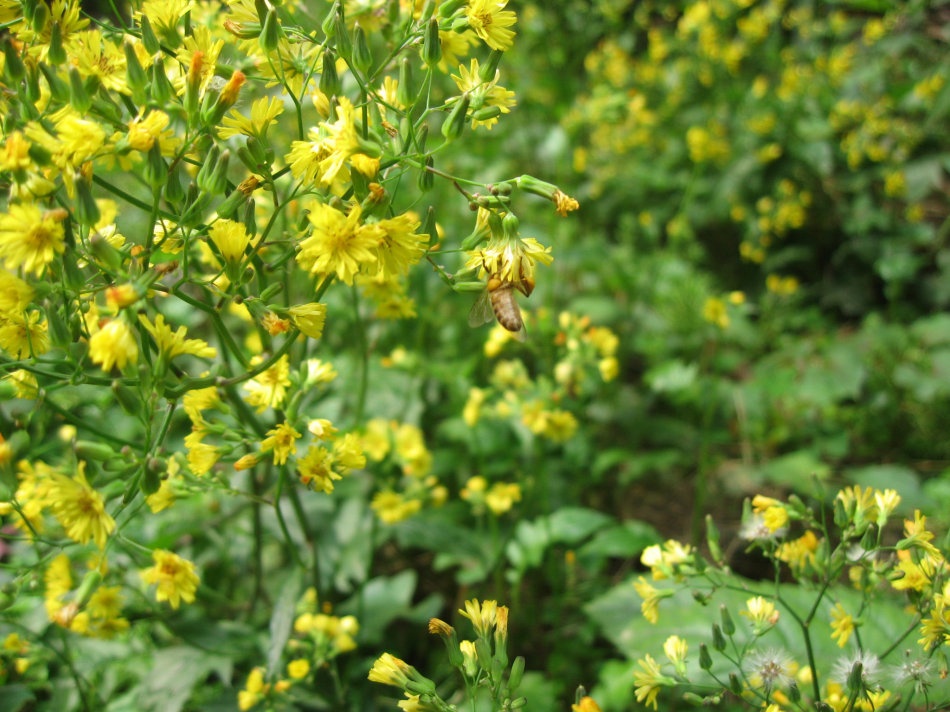 农村的各种野菜有营养吗,田间野菜好吃