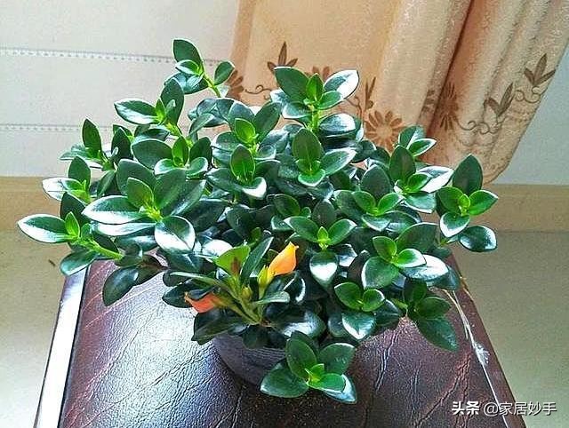 金鱼吊兰的养护方法几天浇一次水,春季金鱼吊兰怎么养才能更旺盛