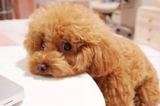 狗狗口吐鲜血,到医院检查才知道是这种病,医生说没救了,可主人