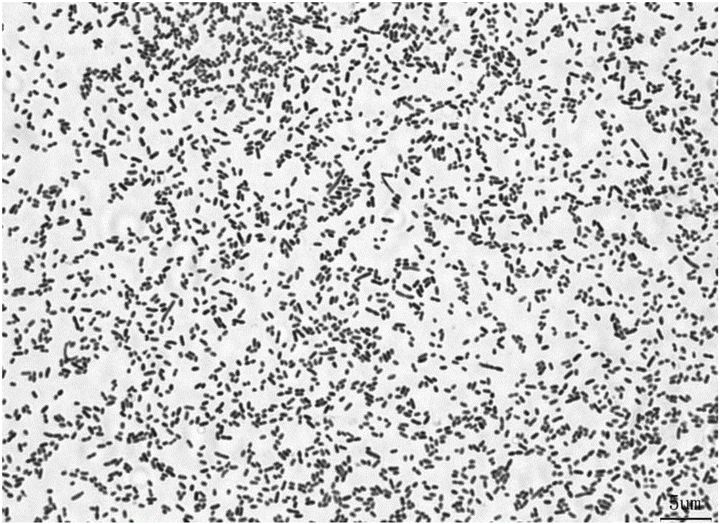 宠物龟泡腐皮净一般多久,幼龟长白点腐皮