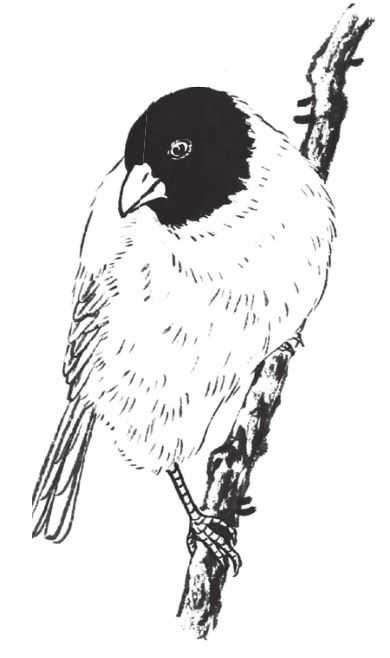 蜡嘴雀工笔画,蜡嘴鸟画画教程