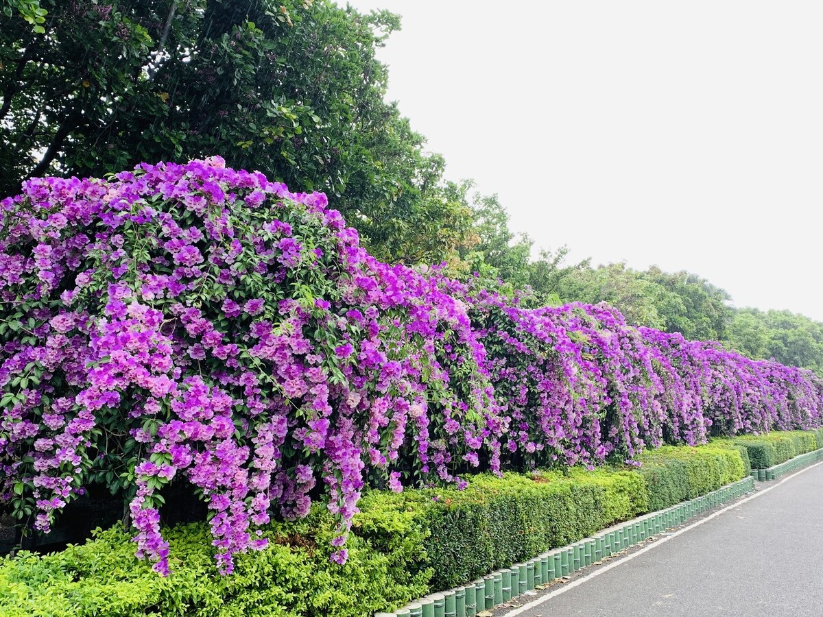 园林人需要知道的85个花卉知识,园林花卉的种类及图片