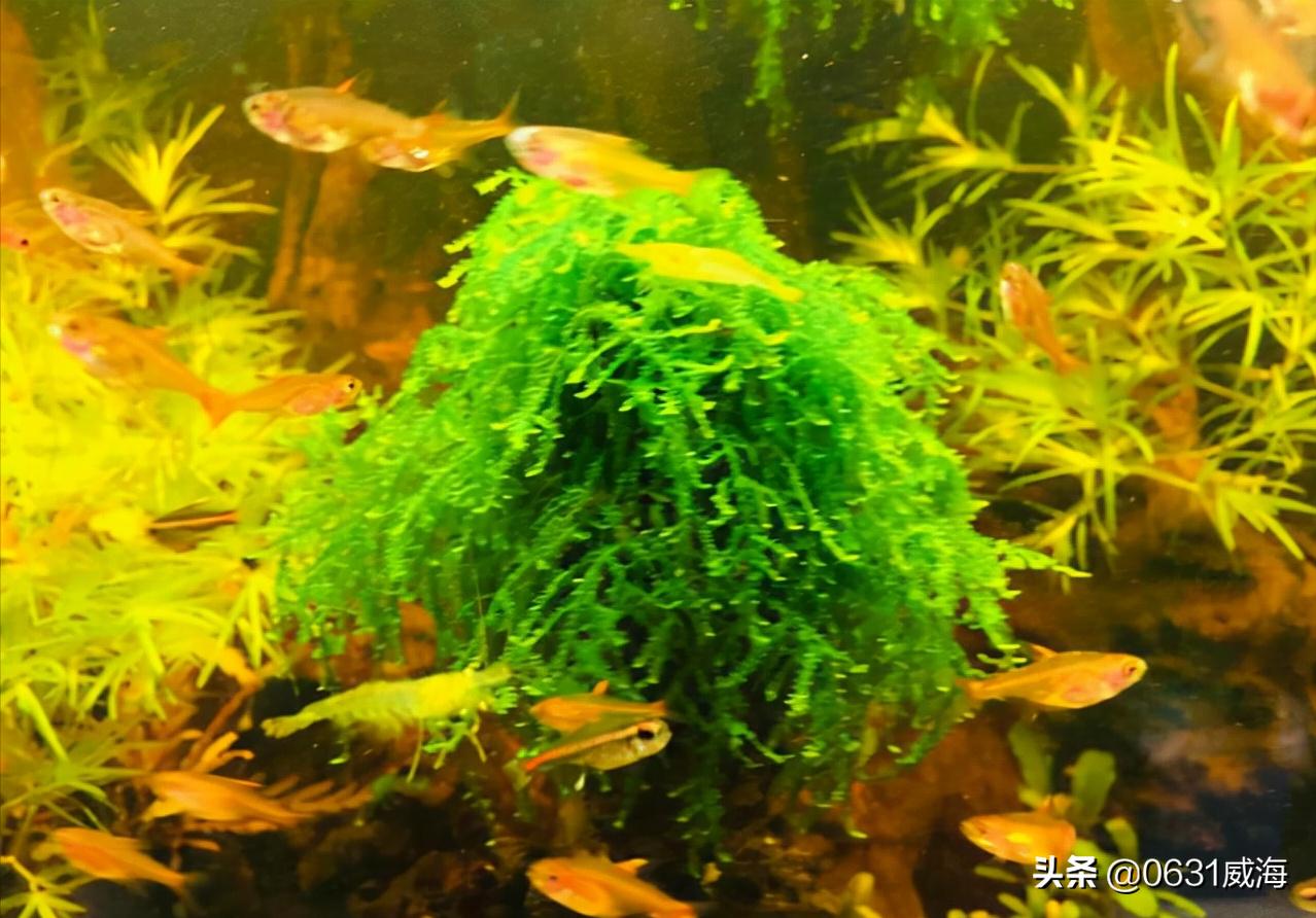 开缸5天鱼缸水发白,养鱼第几天水会变浑浊