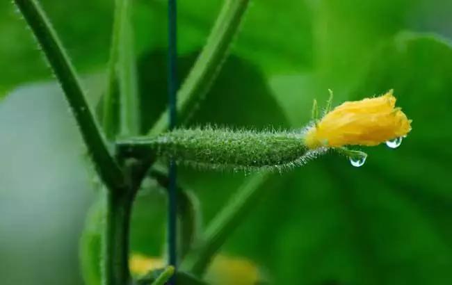 黄瓜霜霉角斑病怎么防治,黄瓜霜霉病细菌性角斑病