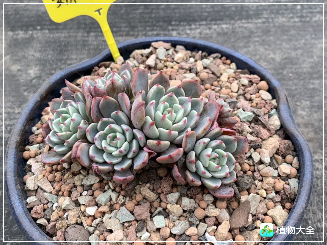 艾格尼亚多肉植物,多肉植物奥利维亚