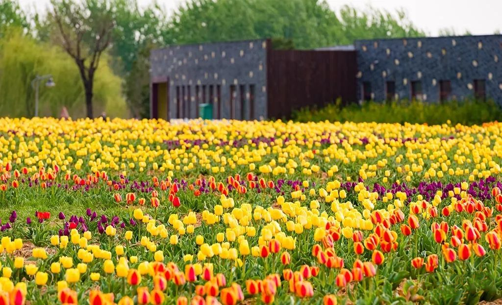 郁金香济南哪里最好,济南万象城郁金香