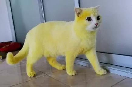 全球罕见足球猫冲上热搜，网友：指定染色！结果......哈哈哈哈