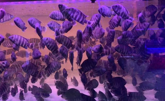 水族馆观赏鱼为什么卖得这么贵,市场上买的观赏鱼为什么不好养