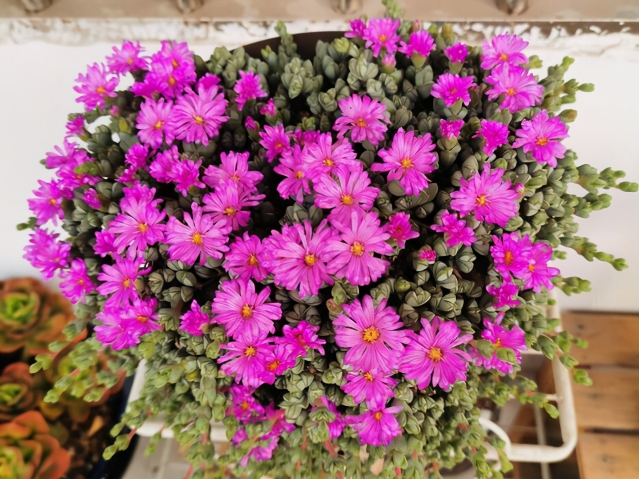 紫乐多肉开花后如何人工授粉,多肉开花怎么处理最好看