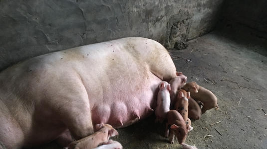 母猪产后没奶水如何办,母猪产后一个星期没奶水怎么办