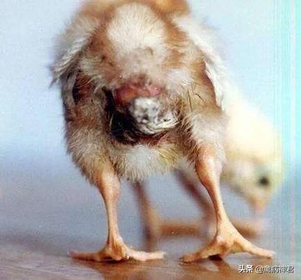 鸡黑痢怎么治疗,鸡咳嗽哮喘拉白痢用什么药治疗