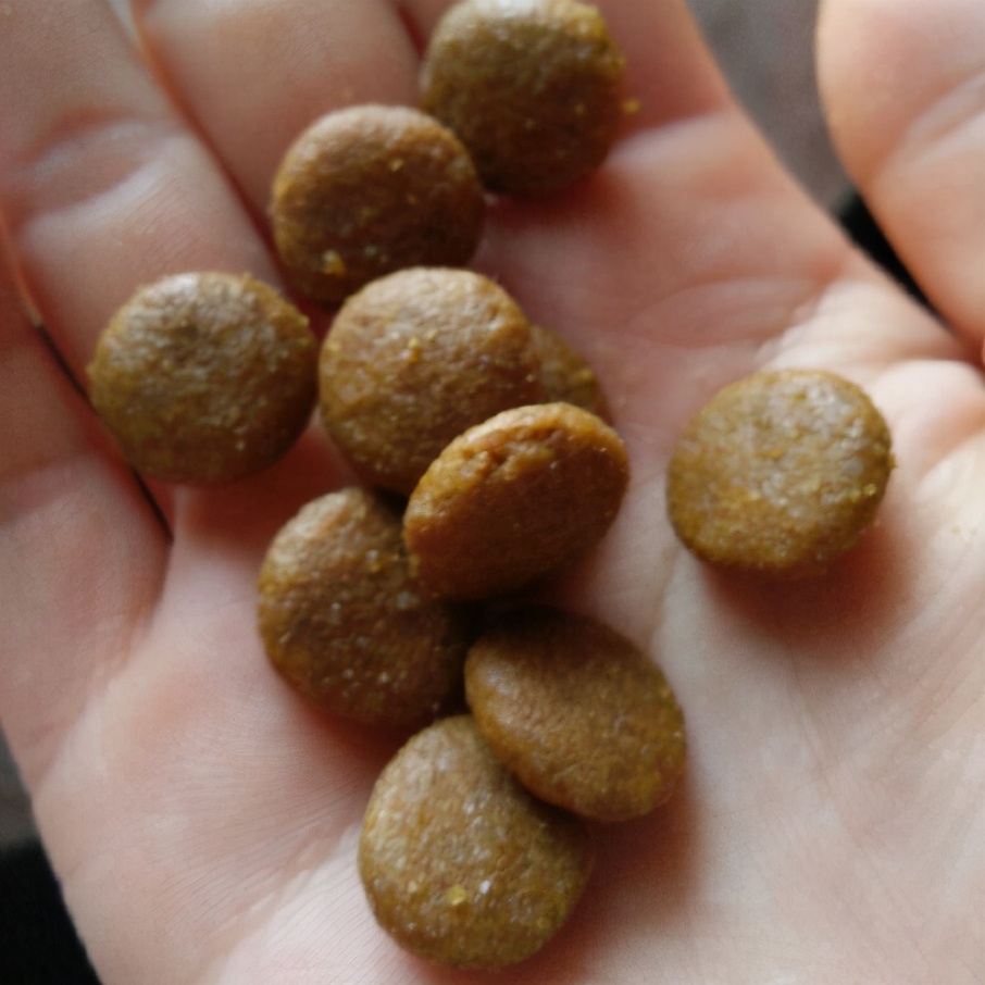 小贵宾犬狗粮怎么选好的,贵宾犬吃什么牌子的狗粮实惠