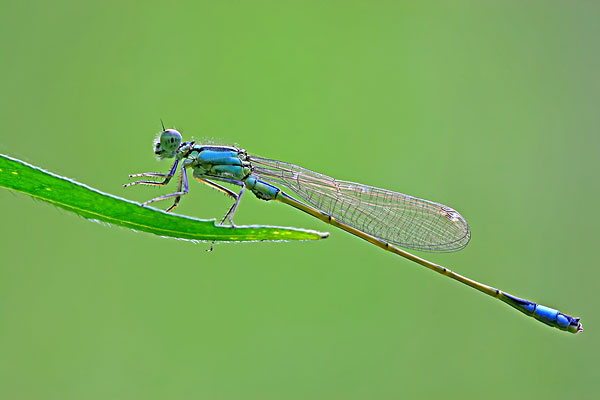 无翅昆虫有羽化吗,有哪些会羽化的昆虫