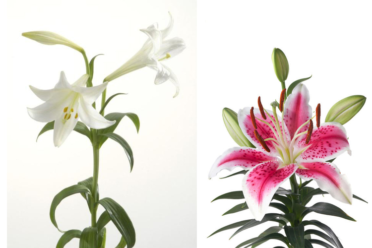 猫咪家庭不能养的植物,猫咪绝对不能碰的5种植物