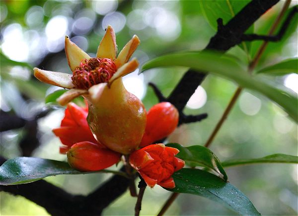 院子里的石榴树死了,院子里的石榴树能用百菌清吗