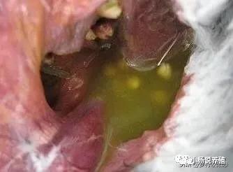 鸽子嗉囊炎可以用阿莫西林吗,怎么判断鸽子得了软嗉囊炎