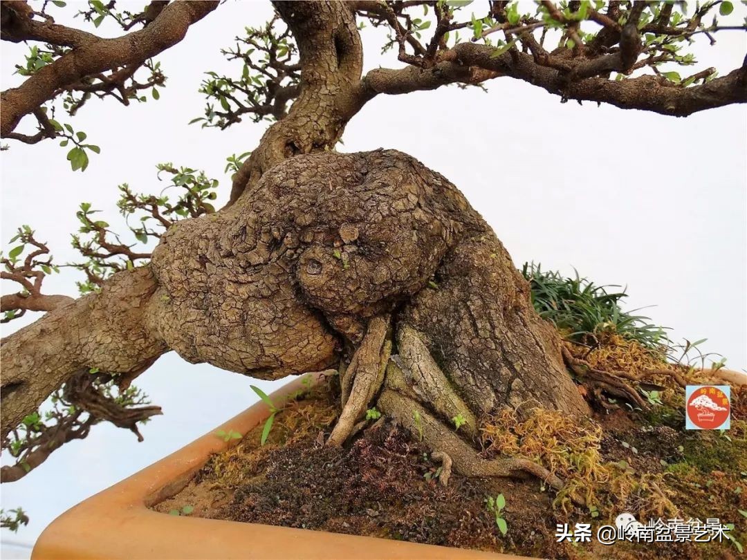 杂木盆景也毫不逊色,杂木盆景值钱吗