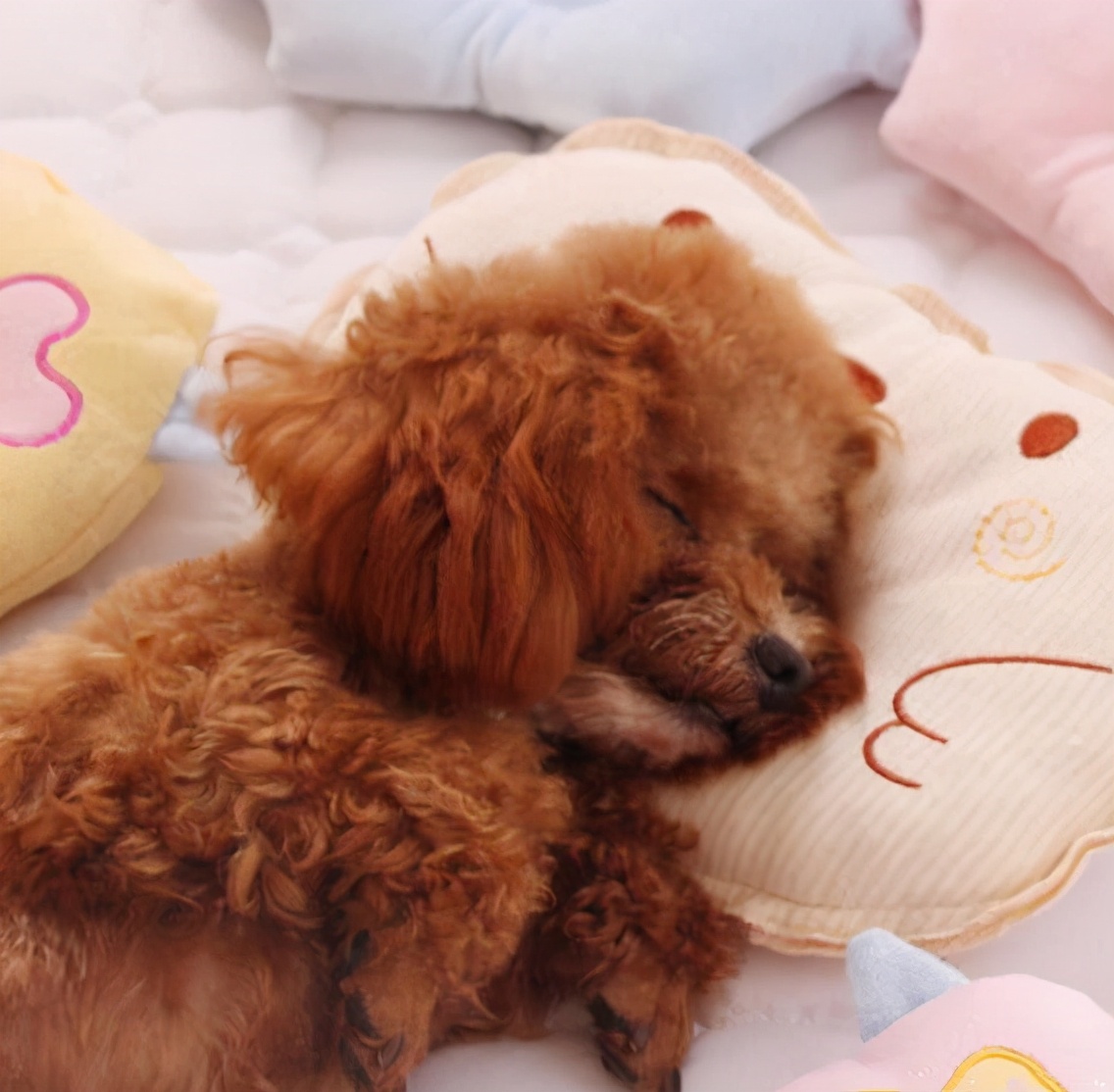 了解泰迪犬的生活习性,泰迪犬的优点和缺点有哪些表现