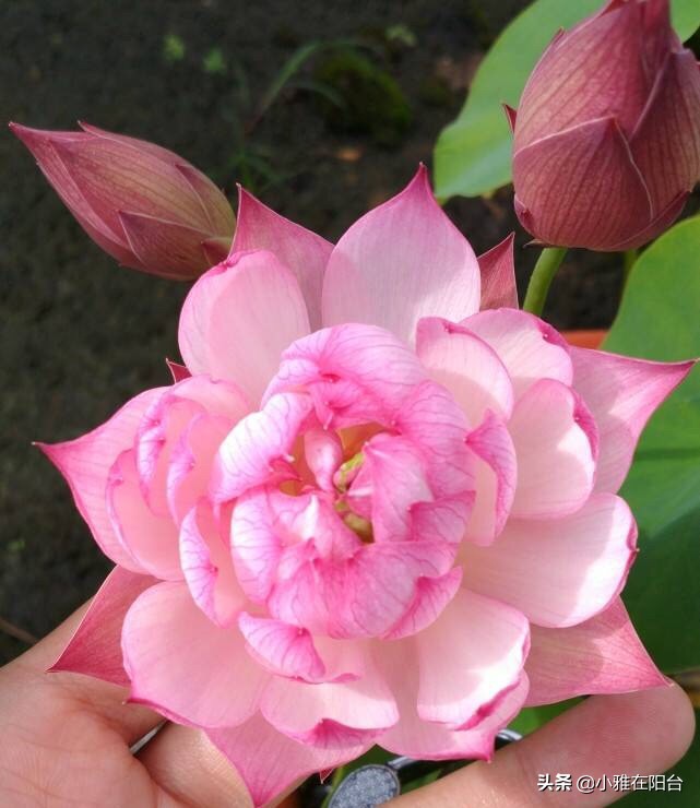 碗莲怎么养视频教程全集,碗莲怎样养才能开花多