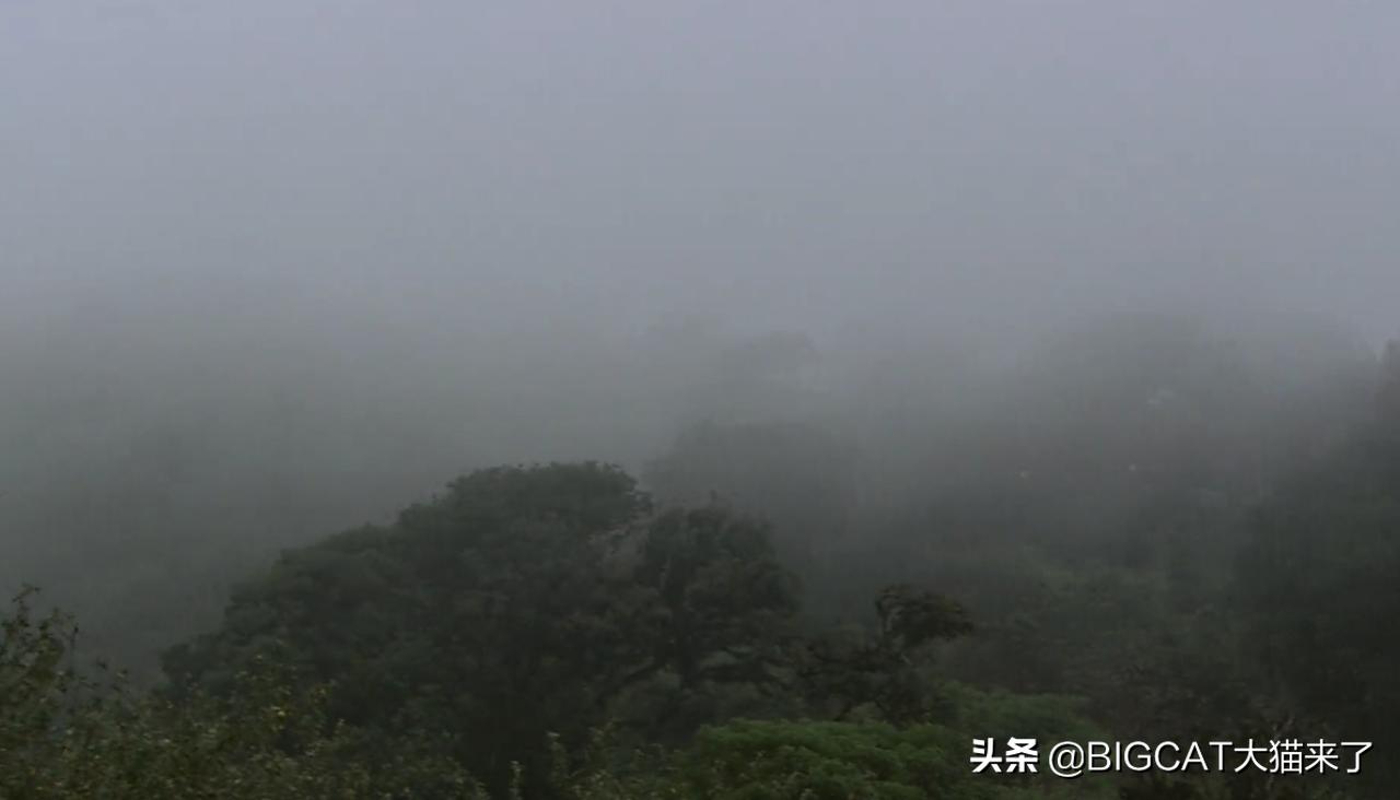 精子异常，雄狮不得不和母亲女儿交配，这个狮群深陷*亲近**繁殖困境