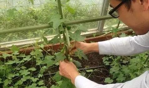 阳台盆栽西瓜如何正确地进行栽种,冬季种植盆栽西瓜小技巧