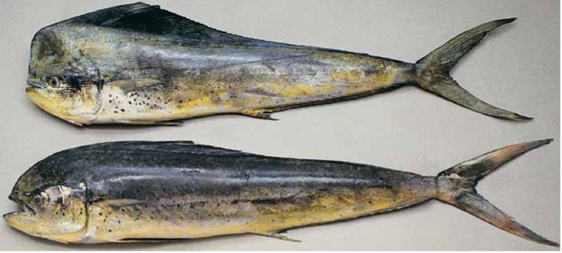 凡学大师｜鲯鳅：美是我最不值一提的优点