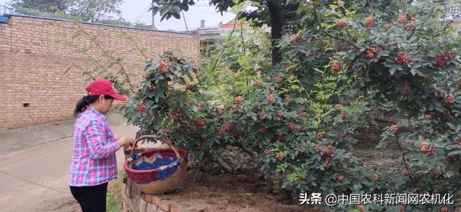 摘花椒的技术视频,花椒采摘时是直接采摘还是剪枝