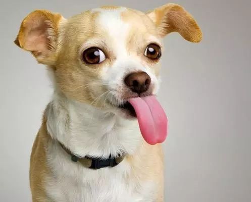 狗狗出现拉肚子呕吐是什么原因,狗狗拉肚子要禁食禁水多长时间