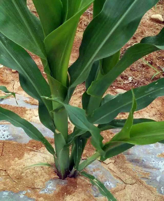 种的玉米有叉子需要掰掉吗,玉米出茬子用不用掰下来