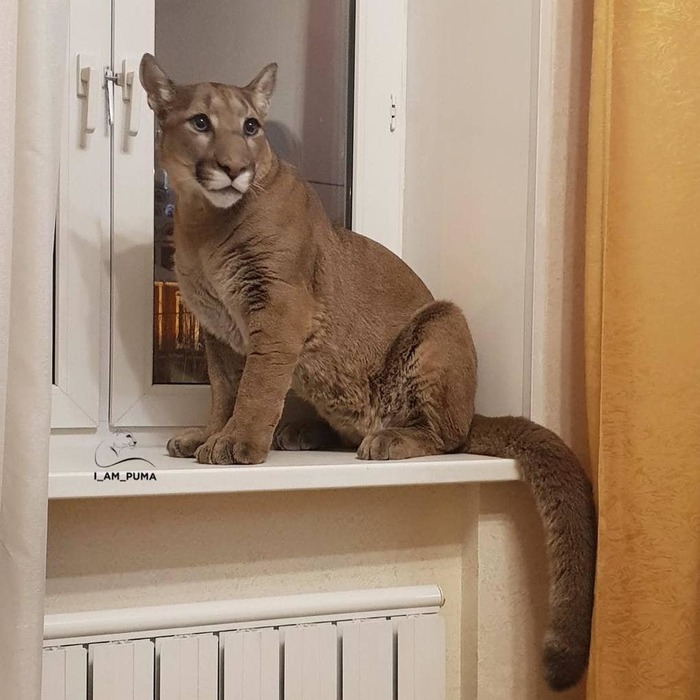 海豹北极熊为什么不怕冷,棕熊海豹