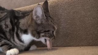 科学研究表明撸猫好处多多,撸猫已经成为了一种“病”