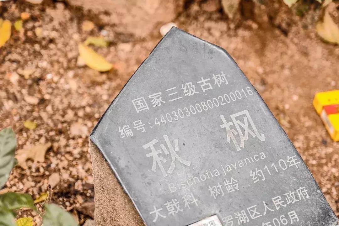 附近莲塘,附近的莲塘