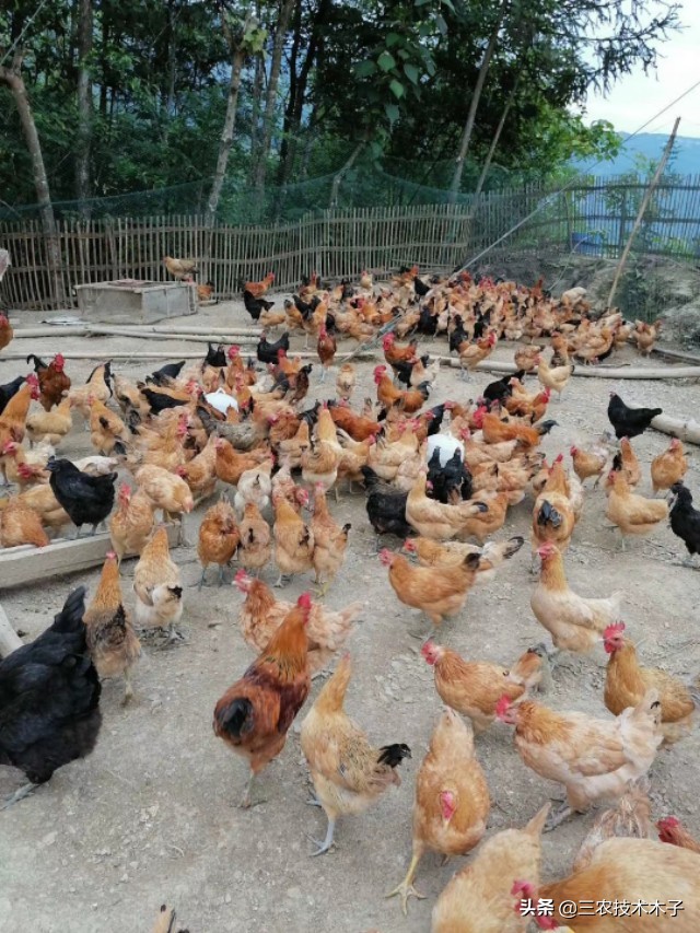 发霉的饲料对鸡的危害,发霉鸡饲料怎样处理还可以喂鸡