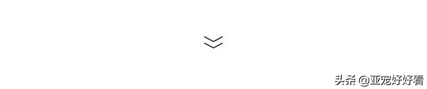 亚宠云课堂,比熊犬赛级妆造型