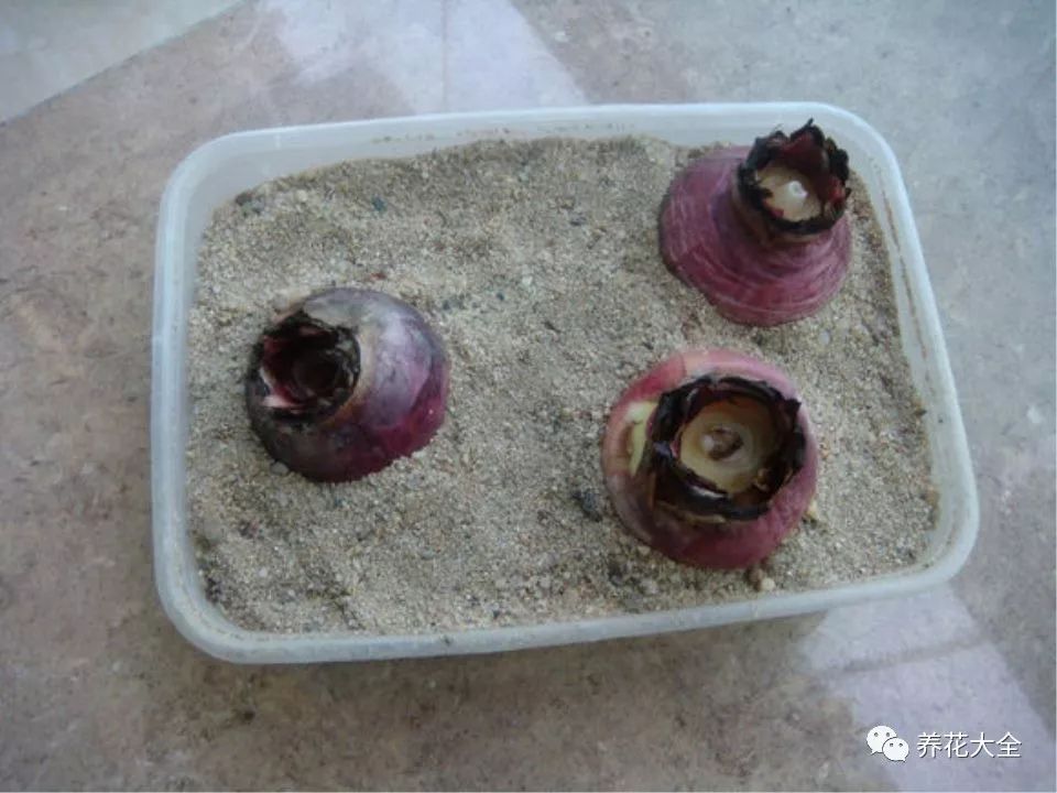 风信子开完花剪掉还会开吗,风信子开完花还可以活吗