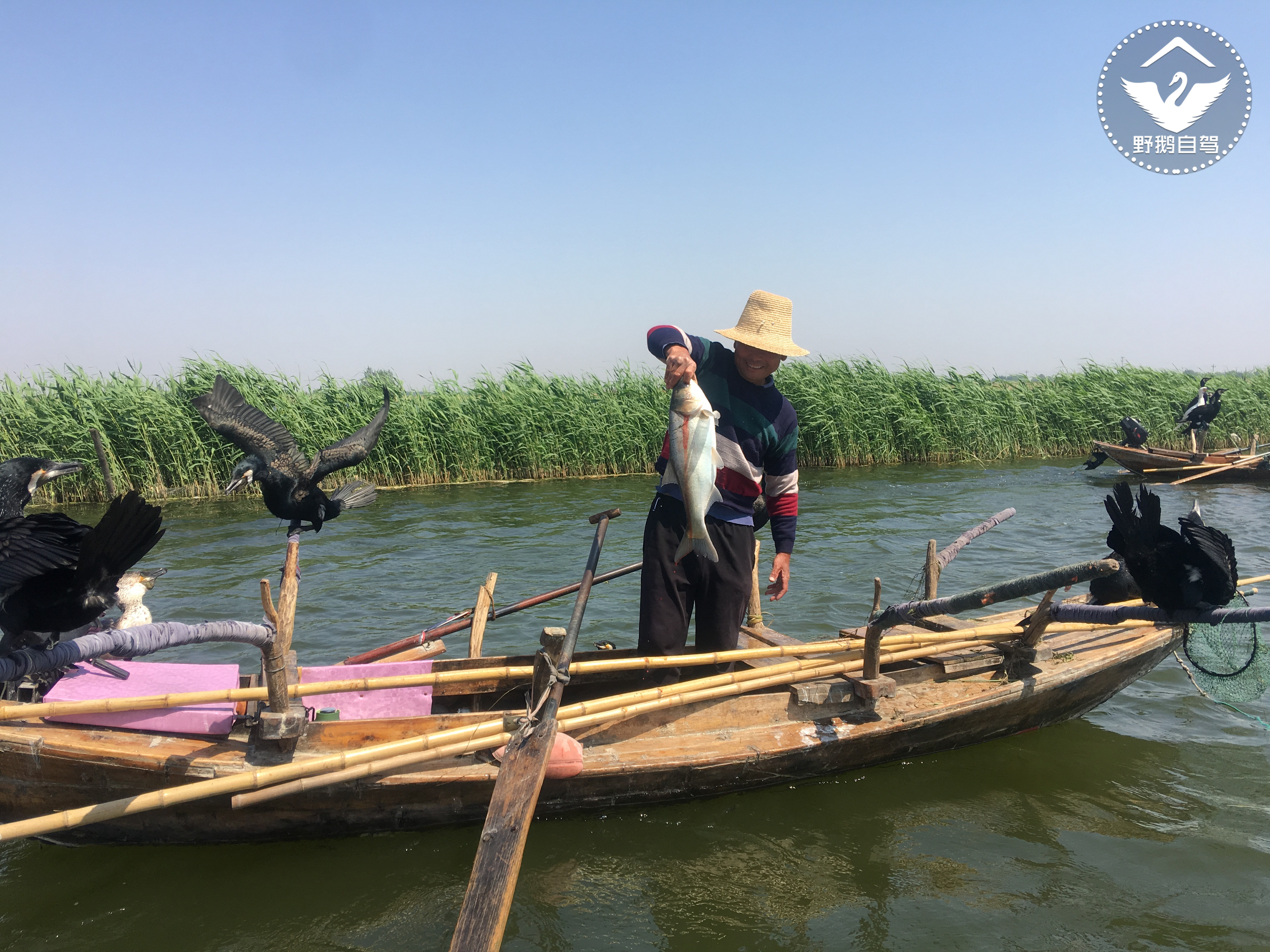 周末带娃自驾白洋淀，下地笼、抓小虾，亲密接触鱼鹰
