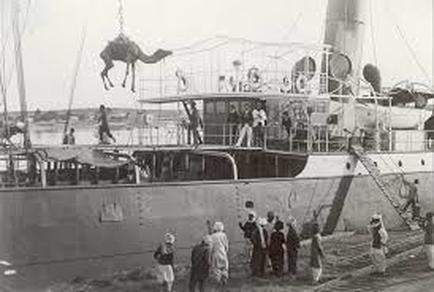 骆驼在澳洲泛滥成灾的原因是什么,澳大利亚为什么不可以养骆驼