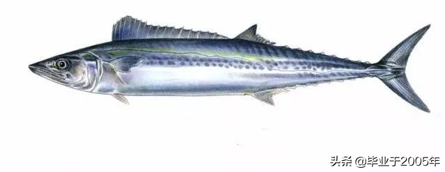 辽宁的水产品有哪些,辽宁常见的鱼