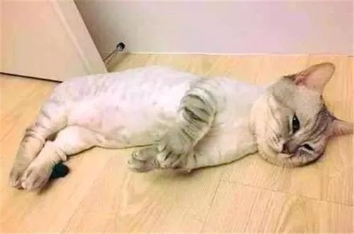 当猫咪剃了毛之后,春天猫咪剃了毛一直发抖