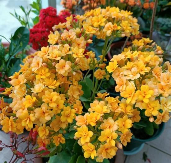 不带盆的长寿花买回来怎么处理,长寿花新买的不带盆的能栽活吗