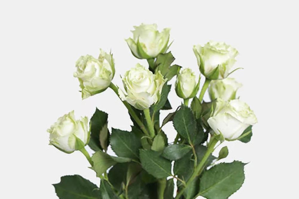 花店必备的5款玫瑰,花店最常用什么品种的玫瑰花