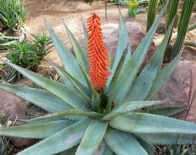 耐活好养的盆栽植物芦荟,芦荟全身都是宝