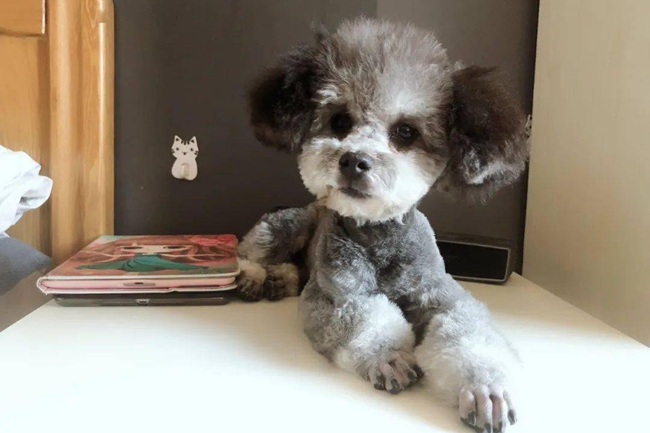 怎样把泰迪犬身边的跳蚤去除,泰迪狗身上的跳蚤要怎么消除