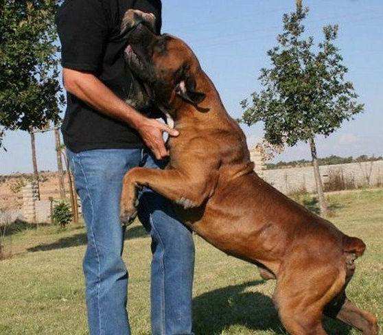 最温顺的獒犬,比藏獒还要凶猛的10种大型獒犬