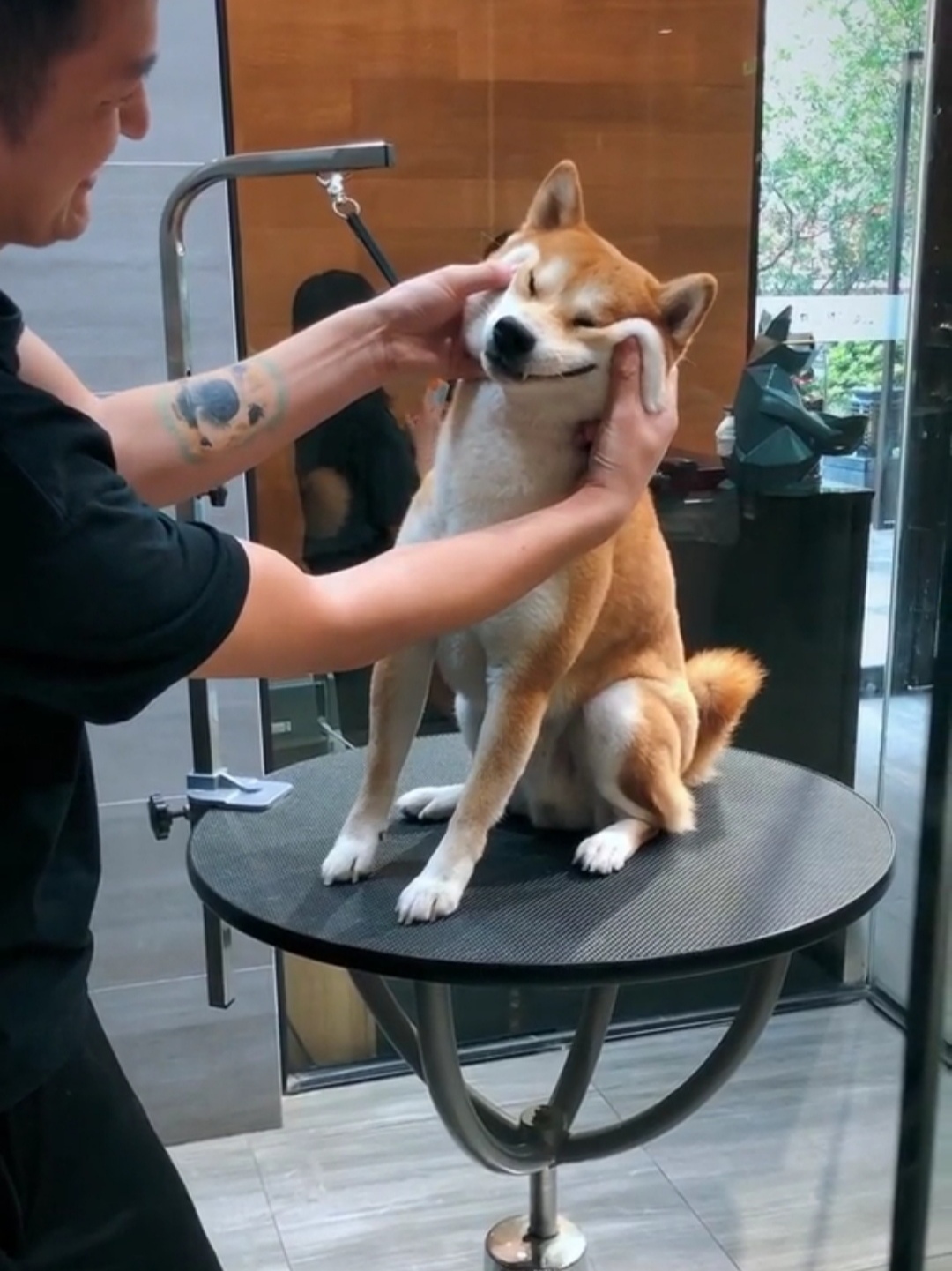 柴犬永远都是笑哈哈的样子萌死啦,柴犬的笑容治愈了多少人