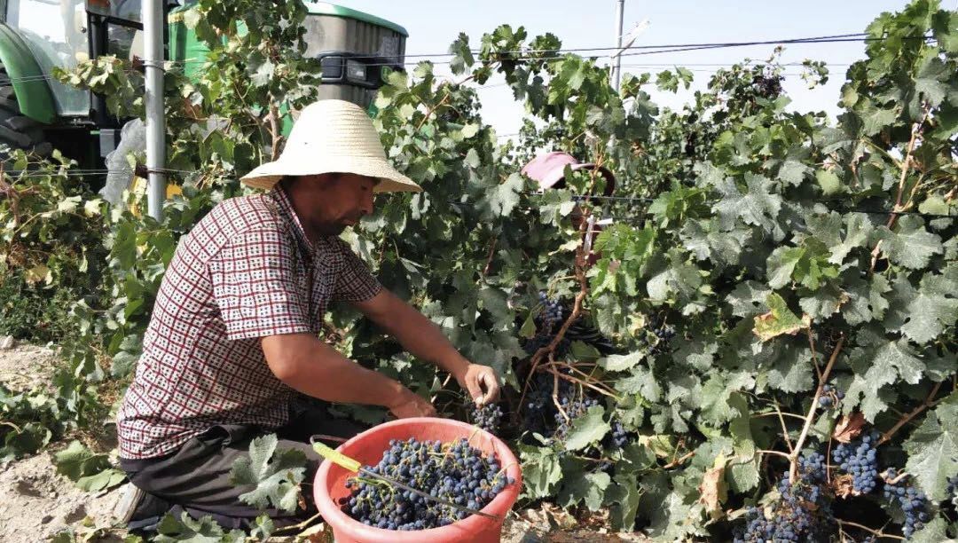 品牌故事｜如苏力：厉害了，我的罄玉“母亲庄园”