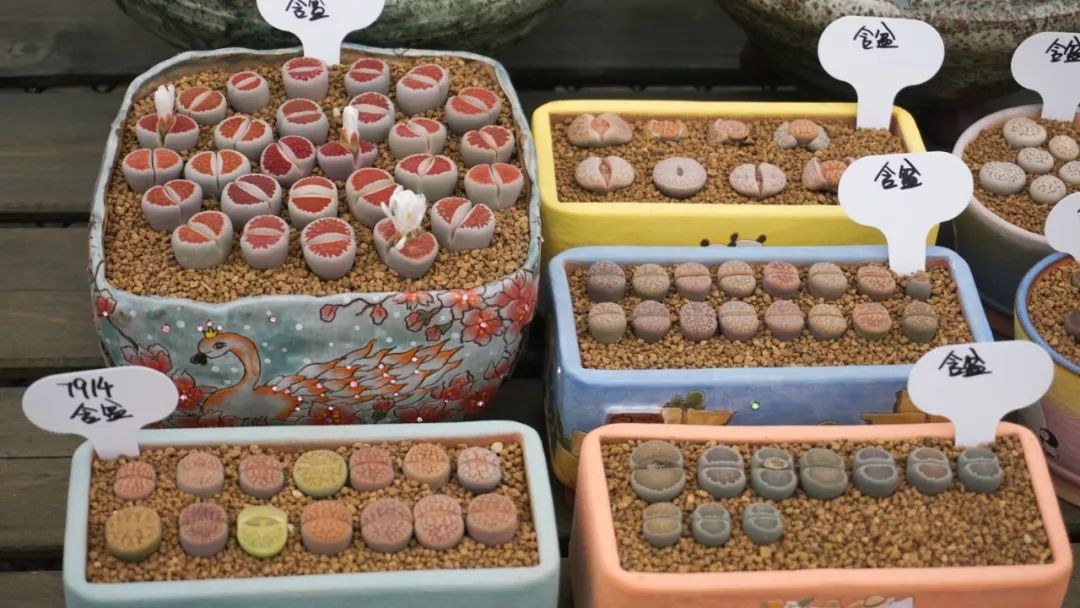 直播卖多肉上百元,小伙卖多肉年入百万